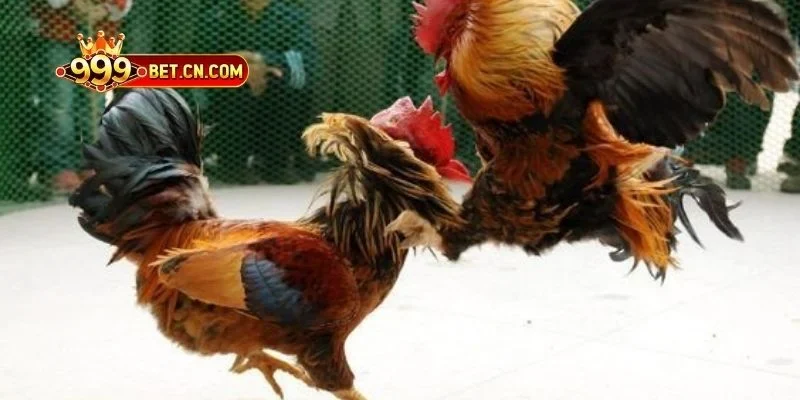 Luật chơi dễ tiếp cận cho các tân thủ