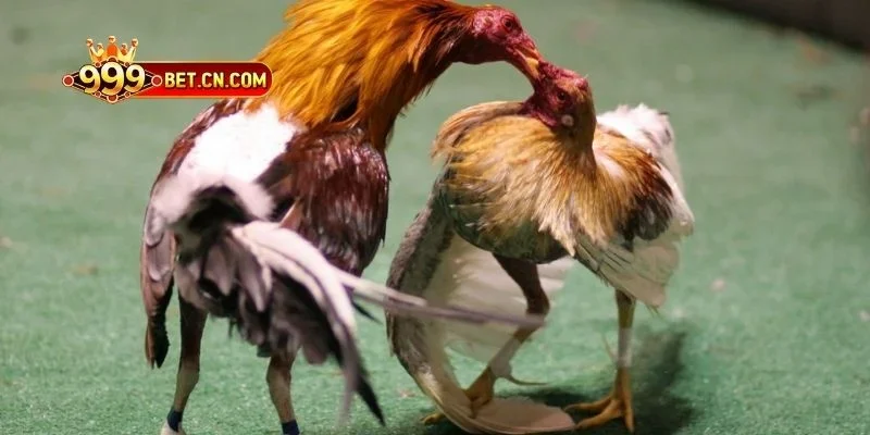 Lưu ý quan trọng khi trải nghiệm game đá gà